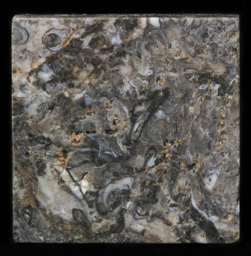 Rhynie Chert - Early Devonian Vascular Plant Fossils #40242
